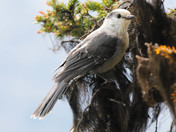 Gray Jay