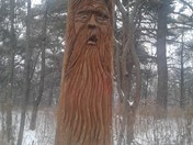Old Man in the Woods