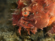 The Grumpy Sea Raven