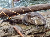 Seaside otter