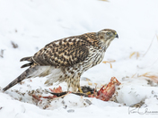 Tail-end of Breakfast