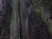 Colors inside a tree trunk