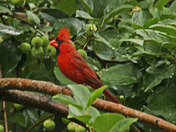 Northern Cardinl  M
