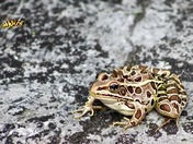 Fast food for frogs?