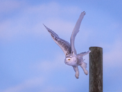 Snowy Owl