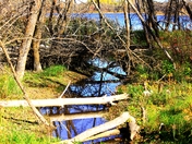 Scenic scene along the shore. 