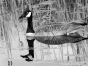 Canadian Goose, A Reflection