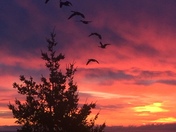 Sunrise Flight - Colwood