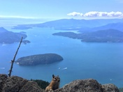 Chipmunk With a View