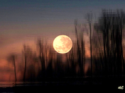 MOON REFLECTION