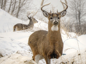 Two Bucks in the snow