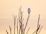 Snowy Owl at Sunset