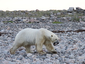 Polar Bear (Ursus Maritimus) walking along a rocky shoreline near Arviat, Nunavut