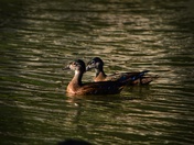 2 juvenile wood ducks
