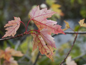 Petrie Island's maple leaves