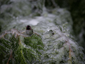 "I should have migrated this year!"