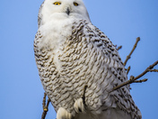 Snowy Owl