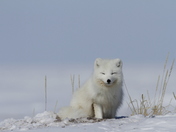 Arctic fox waking up from a nap