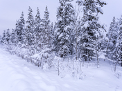 Trees covered in heavy snow