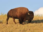 Bison, Grasslands National Park, Saskatchewan