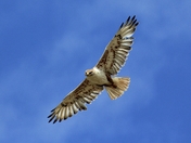 Ferruginous Hawk, Saskatchewan