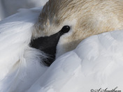 Trumpeter Swan