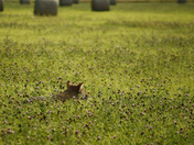 coyote  in the clover 