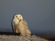 Snowy Owl