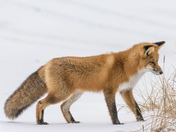 RED FOX, Listening for a Lemming