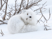 ARCTIC FOX acting cute
