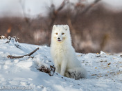 ARCTIC FOX 