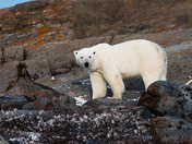 POLAR BEAR, walking on the rocks