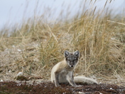 Young Arctic fox, Vulpes Lagopus, in fall colours being caught in the act of scratching