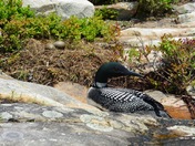 Charlton Lake Loon