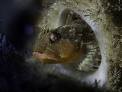 Scalyhead Sculpin in a Boot Sponge