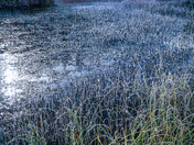 Frosty pond 