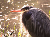 Heron In The Morning