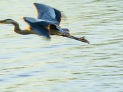 Heron in flight