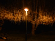 Night Time for willows