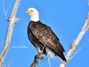 Bald Eagle in Blue