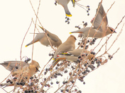Bohemian waxwing