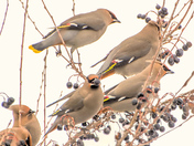 Bohemian waxwing