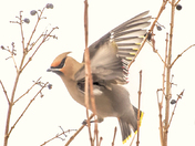 Bohemian waxwing