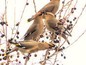Bohemian waxwing