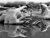 Polar bear in the Rockies