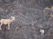Desert Bighorn Ewe and Lamb