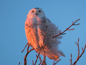 Snowy Owl
