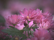 flowers in the spring 