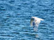 Snowy Owl in Flight