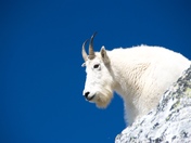 Mountain Goat
